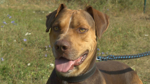 Chcete mě? - Chcete je?