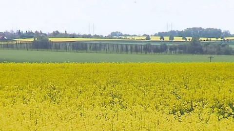 Nedej se! - Biopaliva versus příroda