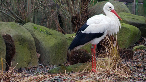 Africká abeceda - Č – čáp