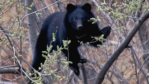 Obdivuhodný svět přírody - Medvěd ušatý, Japonsko