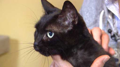 Chcete mě? - Chcete je?