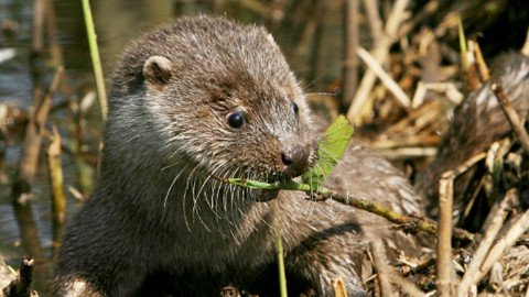 GEO 360° - Vydří muž