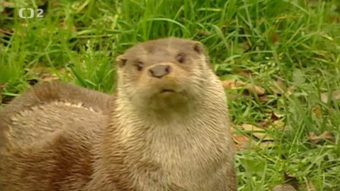 Přidej se - Vydry v Beskydech