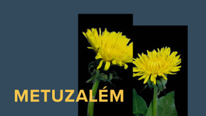 Obrázek pořadu Metuzalém