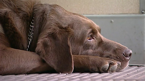 Jak se žije... - Jak se žije se psem podle Jindřicha Procházky