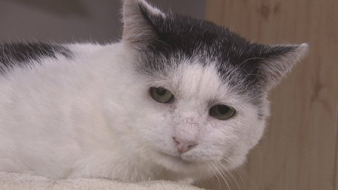 Chcete mě? - Chcete je?