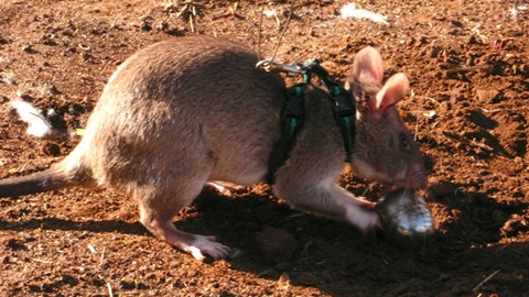 GEO 360° - Krysí minohledačky