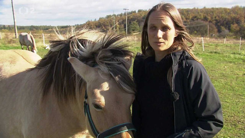 Nedej se! - Jak koně léčí