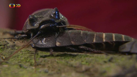 Terčin zvířecí svět - 6. května 2022