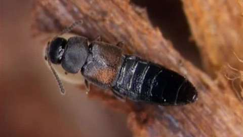 Kapitolky o havěti - 7/10 Kůrovec