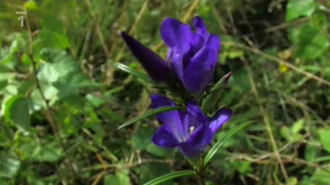 Živé srdce Evropy - Hořec hořepník