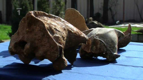 Živé srdce Evropy - Medvěd jeskynní