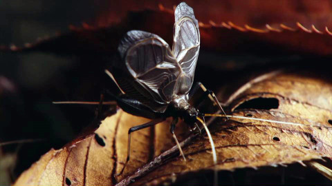 Darwinův úžasný svět zvířat - 7/12 Hmyzí orchestr