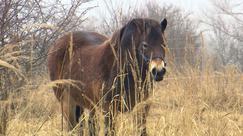Chcete mě? - 8. března 2015
