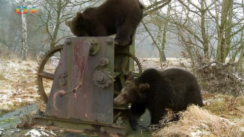 Méďové na cestách - 28/43 Křivoklátsko