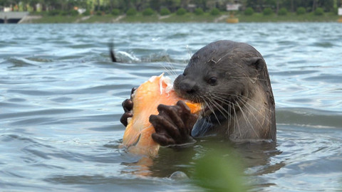 Obdivuhodný svět přírody - Vydry, Singapur