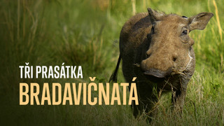 Tři prasátka bradavičnatá