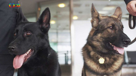 Jak to lítá na letišti - Těžko na cvičišti