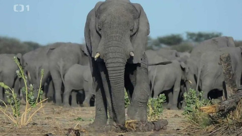 Gejzír - 26. ledna 2017