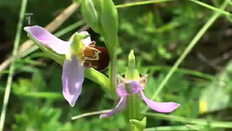 Živé srdce Evropy - Tořič včelonosný