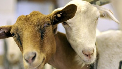 Kluci v akci - Kozičková