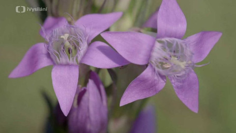 Minuty z přírody - Hořeček český mnohotvarý