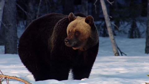 Safari z Knihy džunglí - Epizoda 24/26