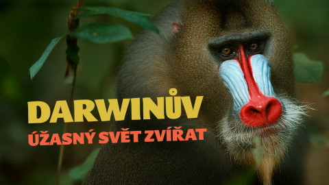 Darwinův úžasný svět zvířat
