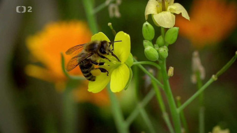 Evropa dnes - Za přežití včel