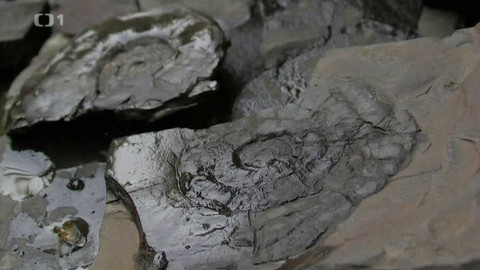 Živé srdce Evropy - Beskydští amoniti