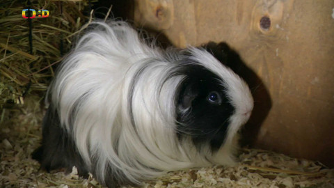 Terčin zvířecí svět - 14. března