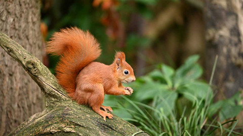 Za zvířátky do zahrádky - 3/26 Deset, dvacet... Táta!