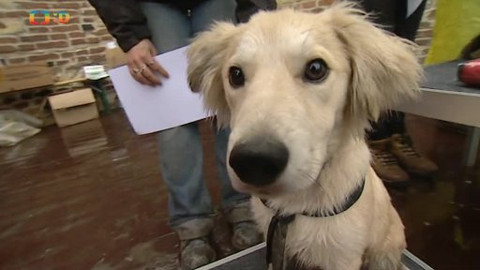 Náš zvěřinec - Vyšehradský voříšek