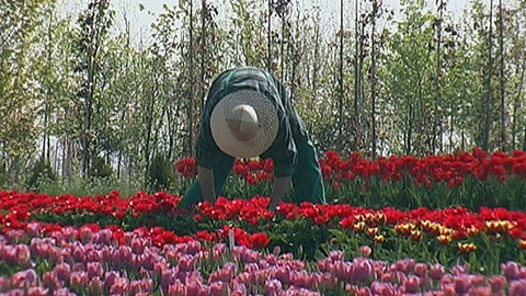 Orgie vůní a barev - Květy a vůně