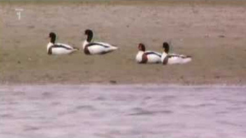 Živé srdce Evropy - Husice liščí