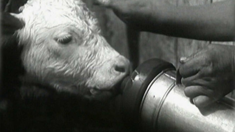 Archiv ČT24 - Čtyřkové listopady