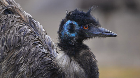 Příběhy divočiny - 6/6 Emu