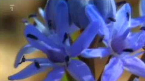 Živé srdce Evropy - Ladoňka karpatská