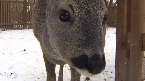 Chcete mě? - 15. února 2017