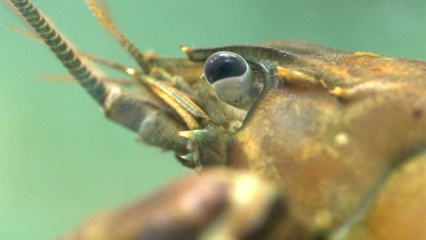 Nedej se! - Jak bijí račí srdce