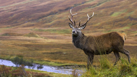 Přírodní mikrosvěty - Skotská vysočina