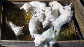 Kůzlátka, kůzlátka...