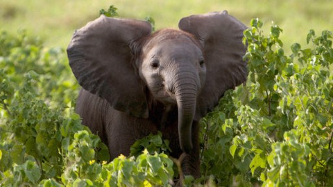 Dramatické příběhy z divočiny - 4/5 Slůně