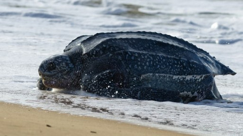 Království oceánů - 2/4 Písky a podmořské lesy