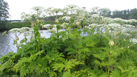 Past pokroku - Bolševník nepřivezl do Čech bolševik ale Metternich