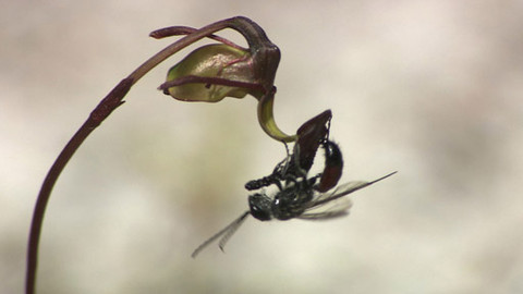 Tajemství divočiny VI. - 12/13 Fascinující svět orchidejí