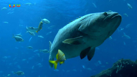 Atlas zvířat - Atlas zvířat