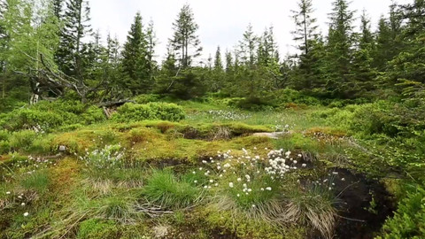 Minuty z Krkonoš - Suchopýr, provazovka a Krakonošovy vousy