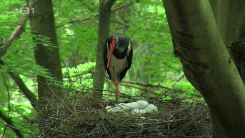 Živé srdce Evropy - Čáp černý