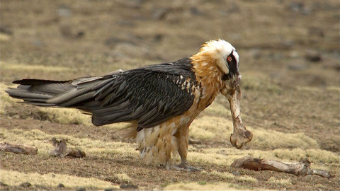 Obdivuhodný svět přírody - Orlosup bradatý